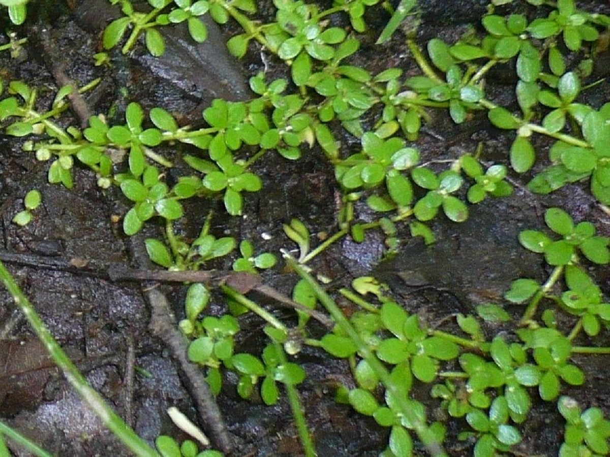 Callitriche stagnalis (Plantaginaceae)